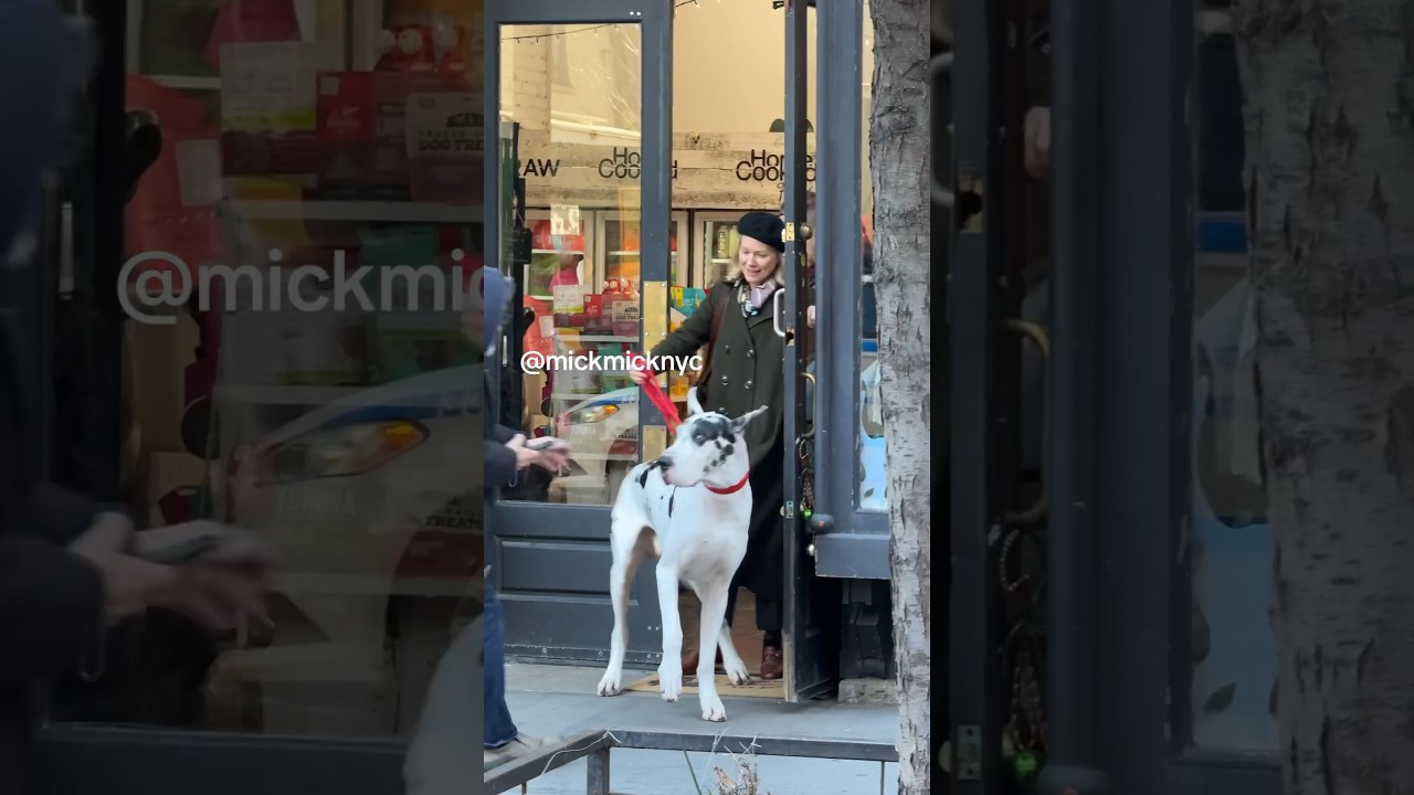 Gigantic dog filming with Naomi Watts on the set of a new movie: The Friend 🎬