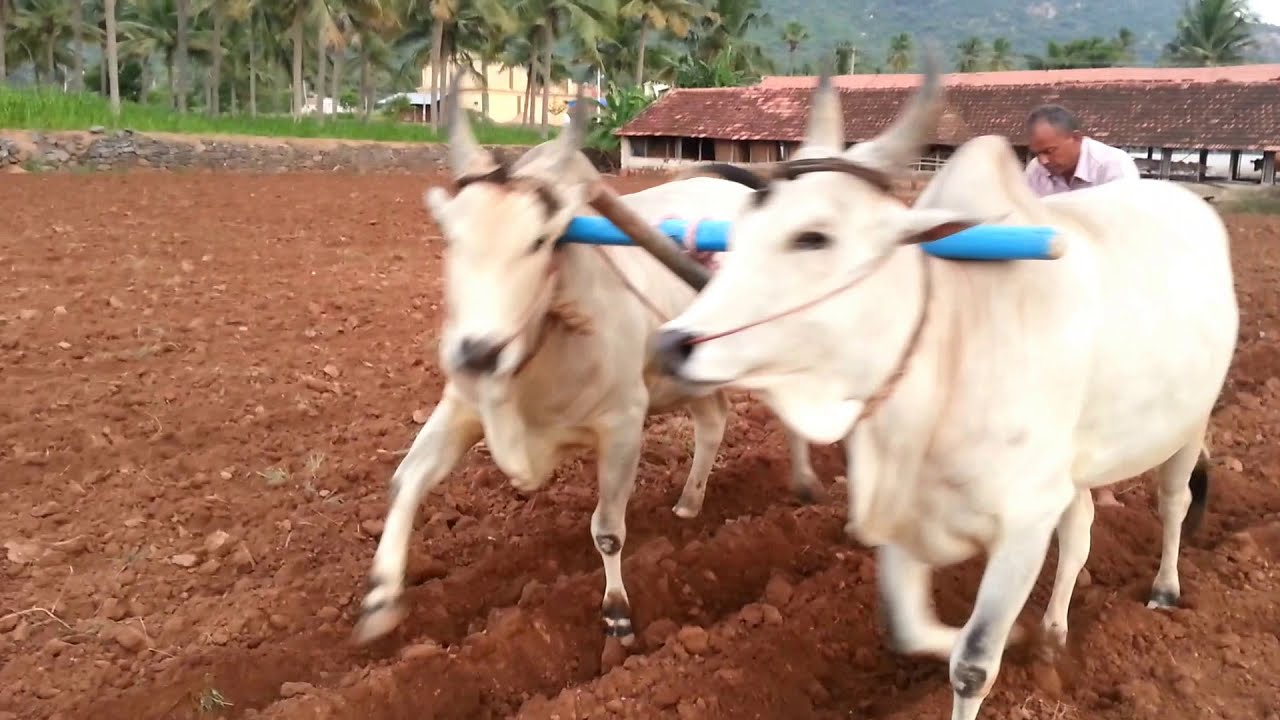 Bull husbandry(காளை வளர்ப்பு )oxen ploughing - Elanthakadu farm