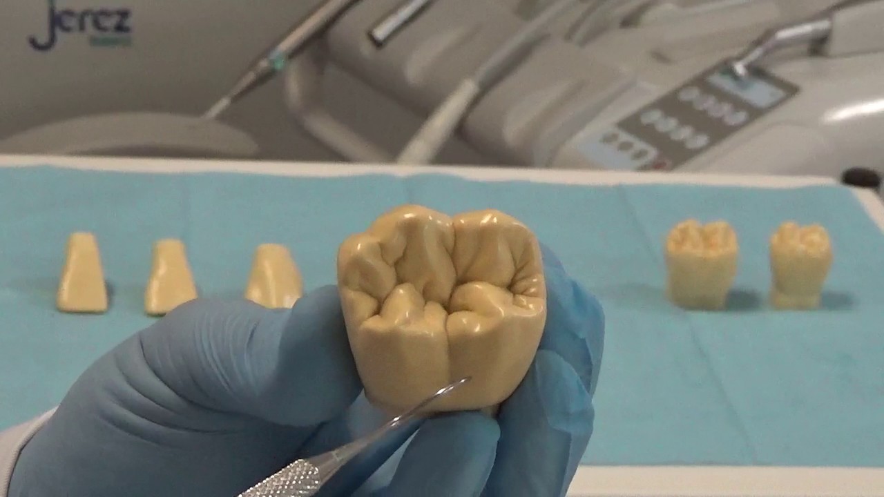 Morfologia piezas dentarias inferiores definitivas