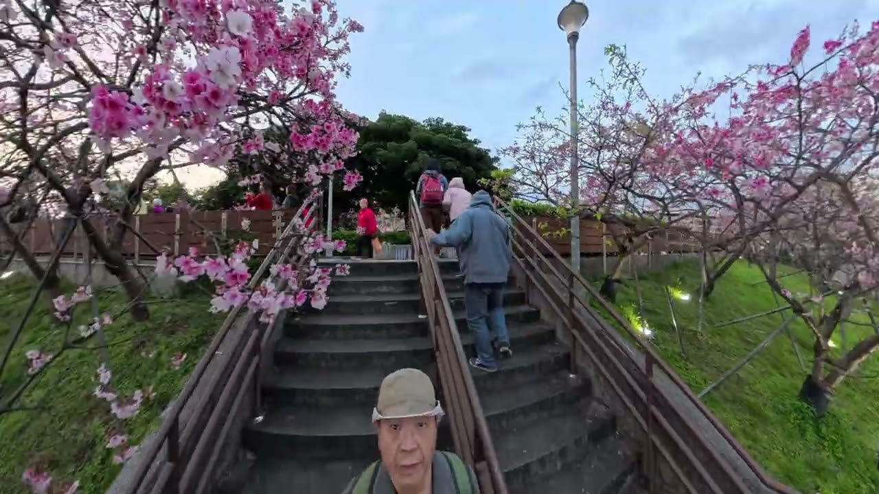 東湖樂活櫻花林
