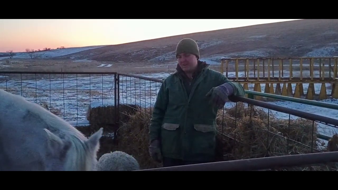 Socks Climbing Around On Bales Plus Hello From Pepper and The Sheep. 1-30-2026 