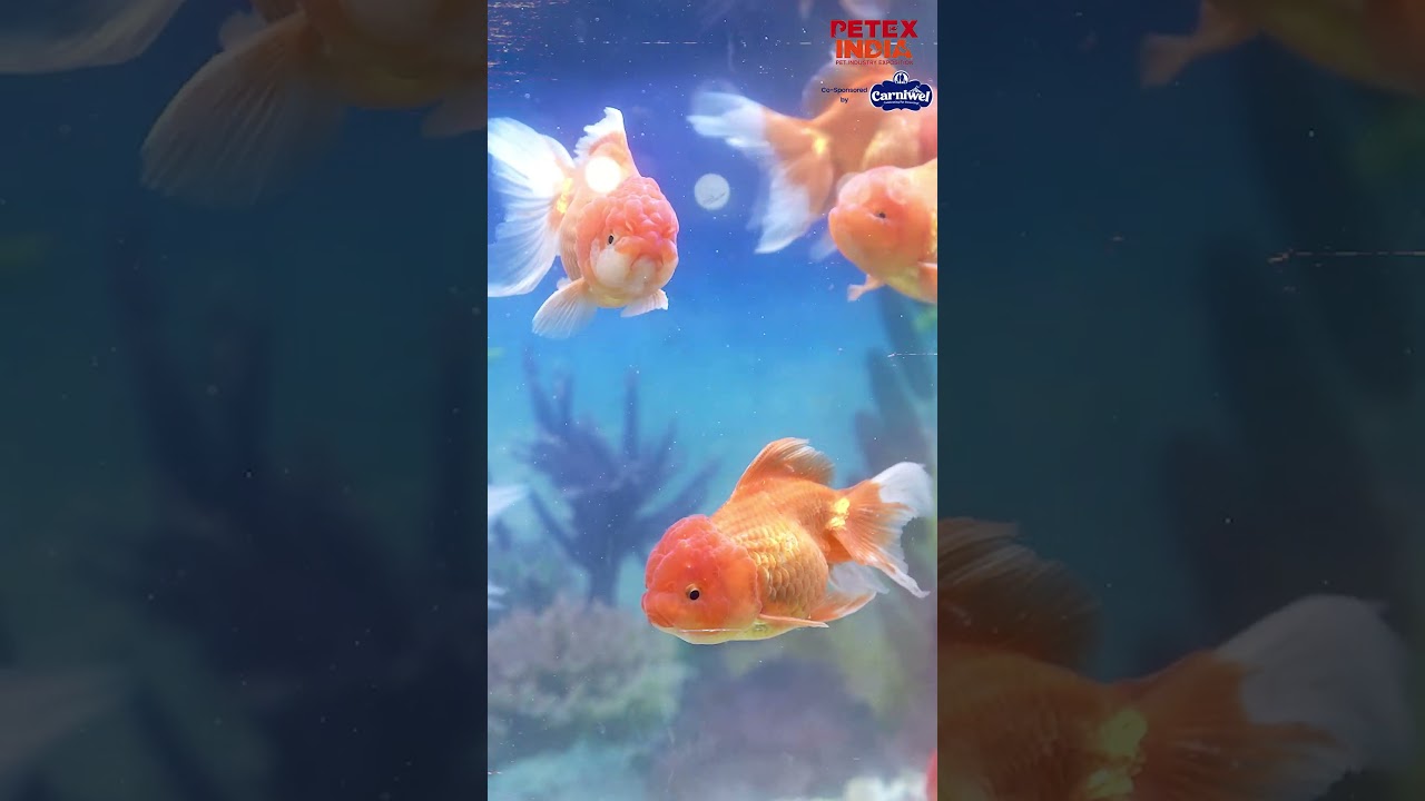 Aquatic Pets | PETEX INDIA