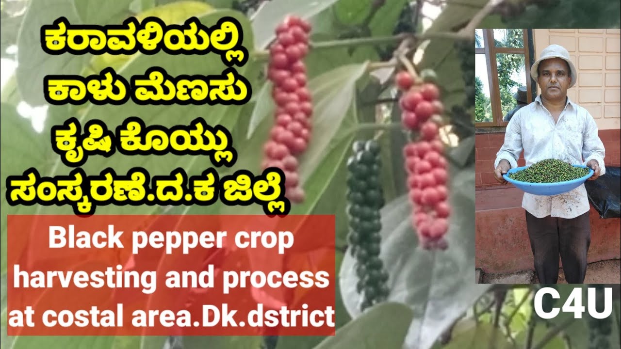 kaalu menasu krishi koylu,kalu menasu samskarane,black pepper farming harvesting, pepper harvesting,