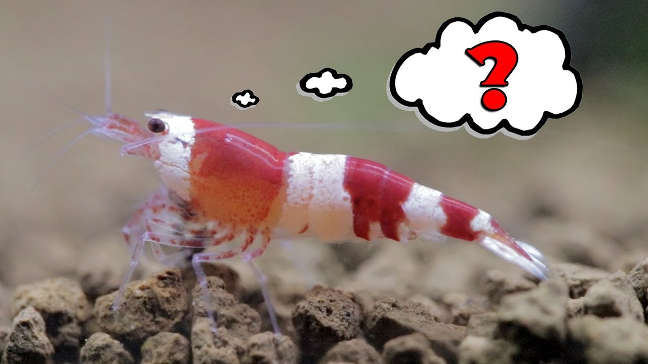 What's Going On With My Shrimps? UPDATE
