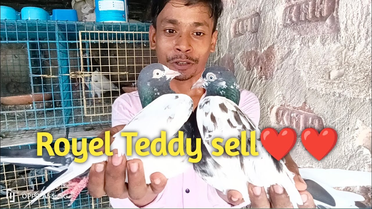Royal Teddy sell in Kolkata.Oman Teddy sell in Kolkata.