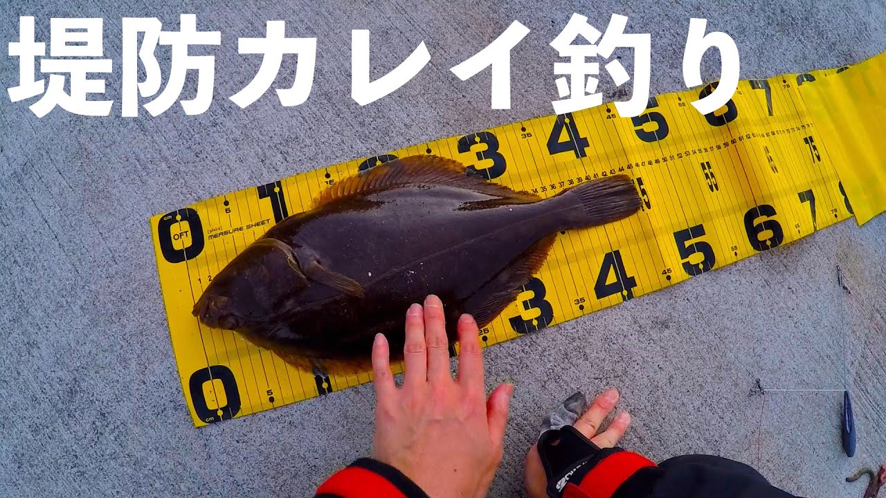 【夕マズメ天国】誰もいない堤防でカレイ投げ釣り【解説付き】