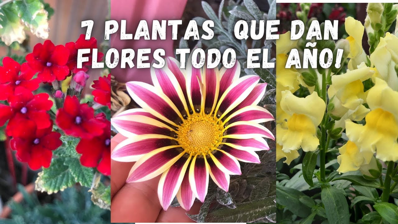 7 PLANTAS que FLORECEN Todo El AÑO y No Necesitan de Muchos CUIDADOS | plantas con muchas flores |