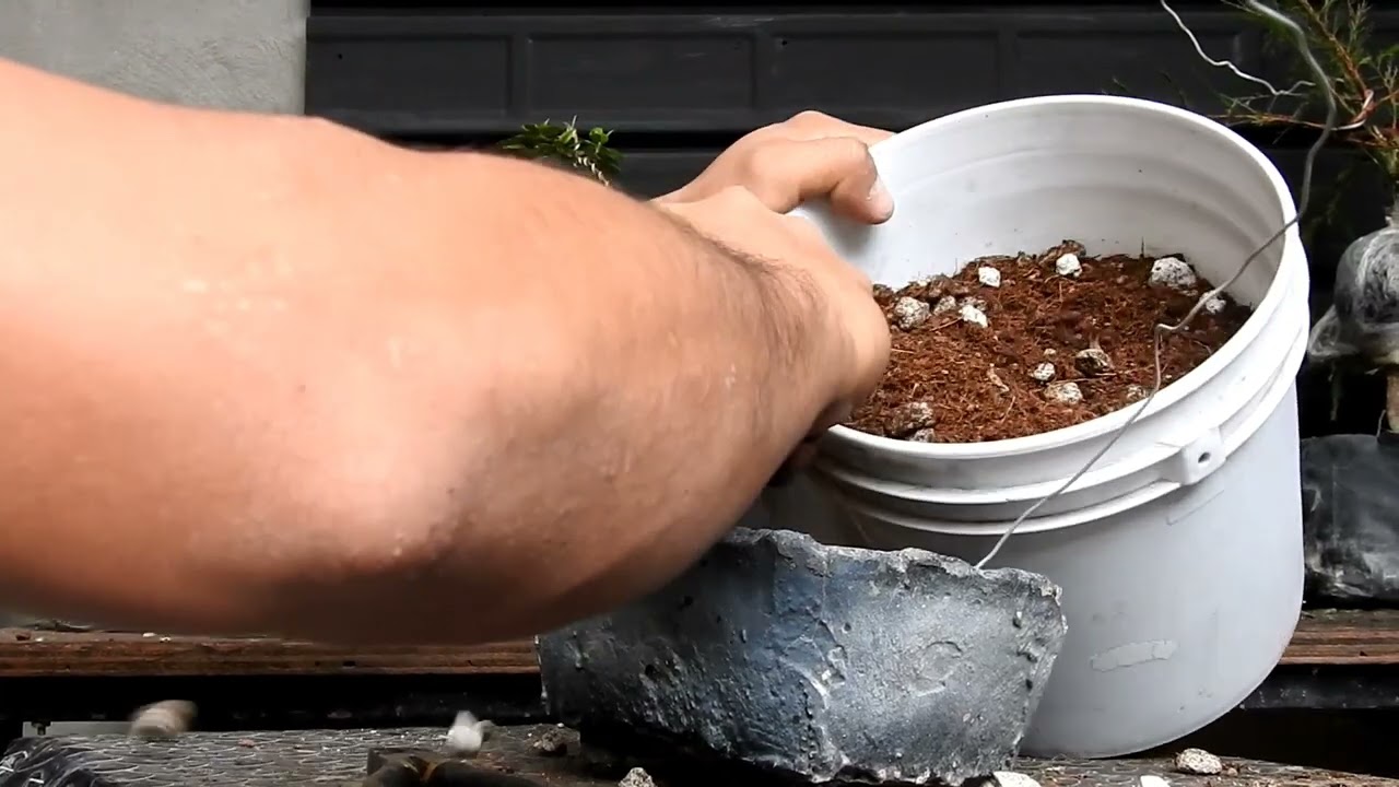 Trasplante de urgencia para mí Azalea