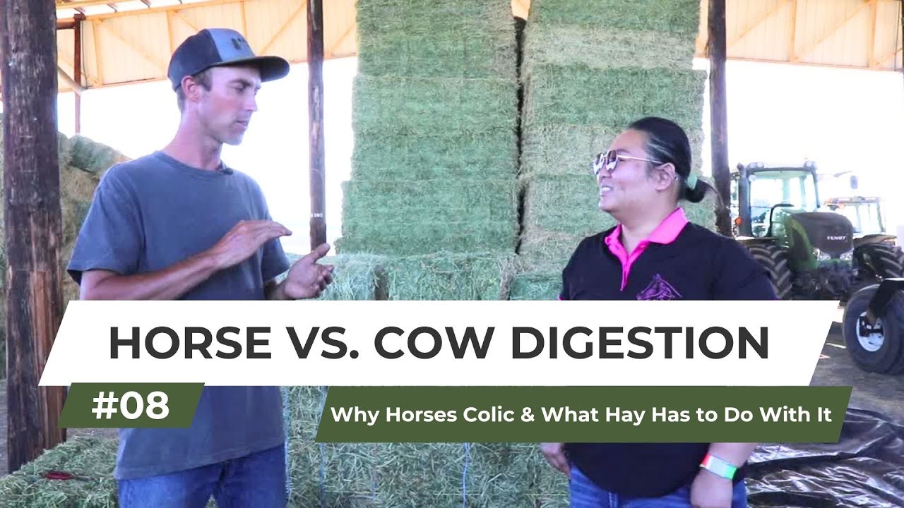 Horse vs Ruminant Digestion Explained | How Feeding Affects Colic Risk
