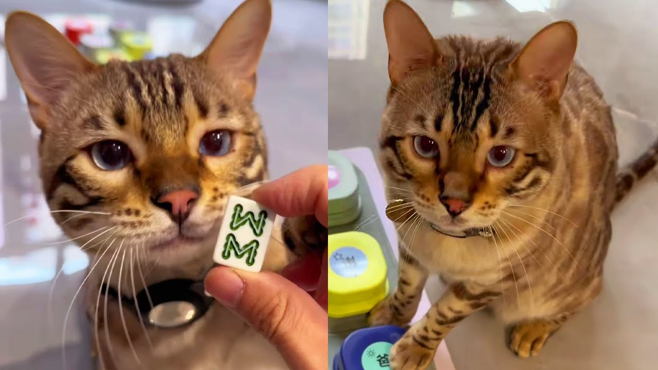 8x любил красть кош. помет  заболел  усвоил урок. [Сяо Фэн мяу] #КошДвор #ЕжедКошДвор