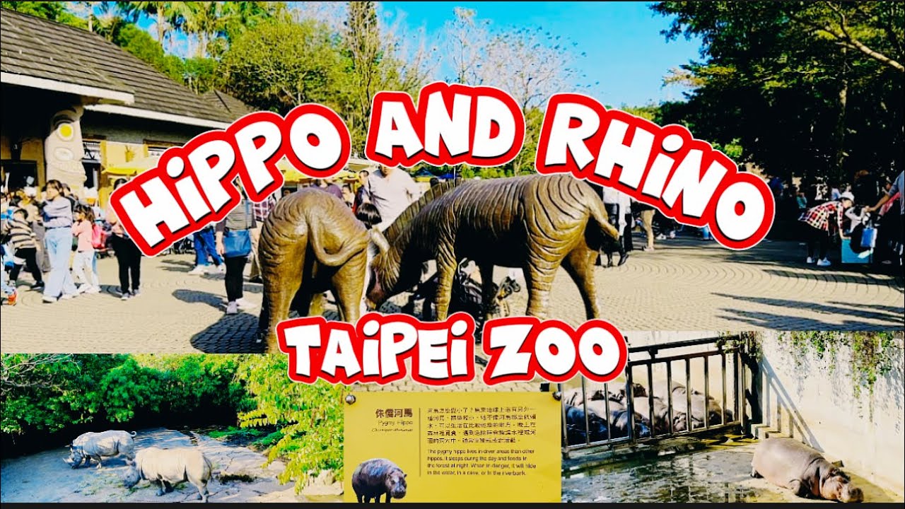 Hippo and White Rhinoceros Taipei Zoo 5 #walkingtour #nature #adventure #animals #taipeizoo #taiwan