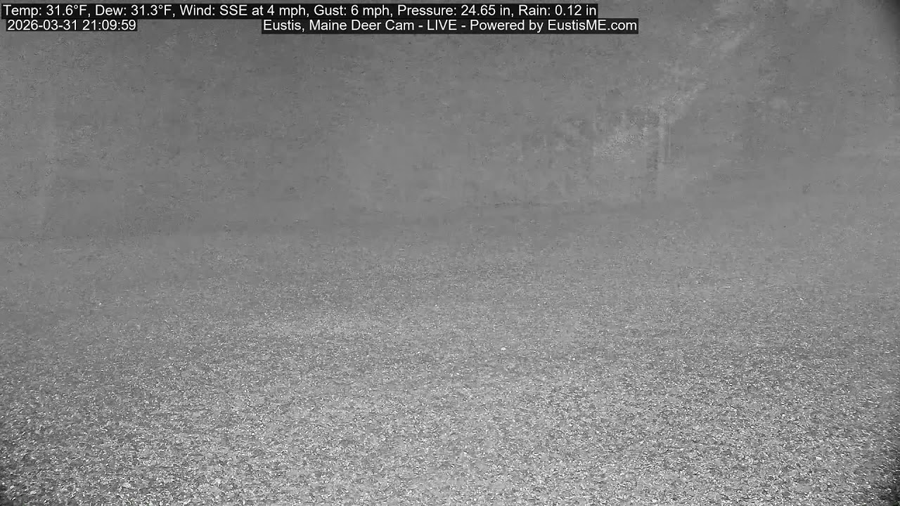 Eustis Deer Cam - Daily Feedings - Eustis, Maine