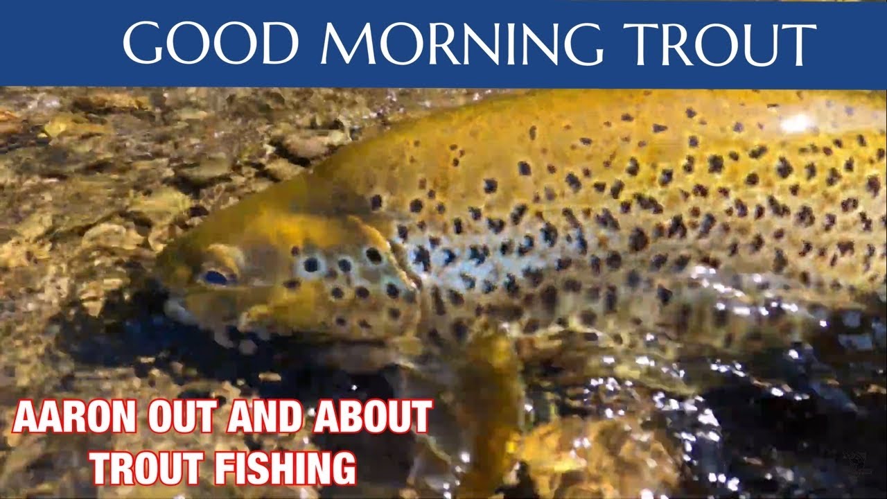 GOOD MORNING TROUT | AARON OUT AND ABOUT TROUT FISHING