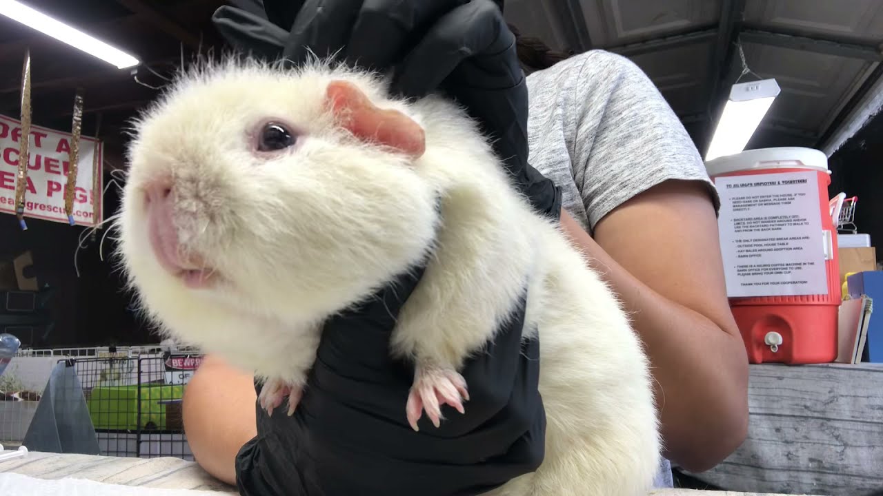 Daily Routine at the USA'S Largest Guinea Pig Rescue. Cage cleaning!!