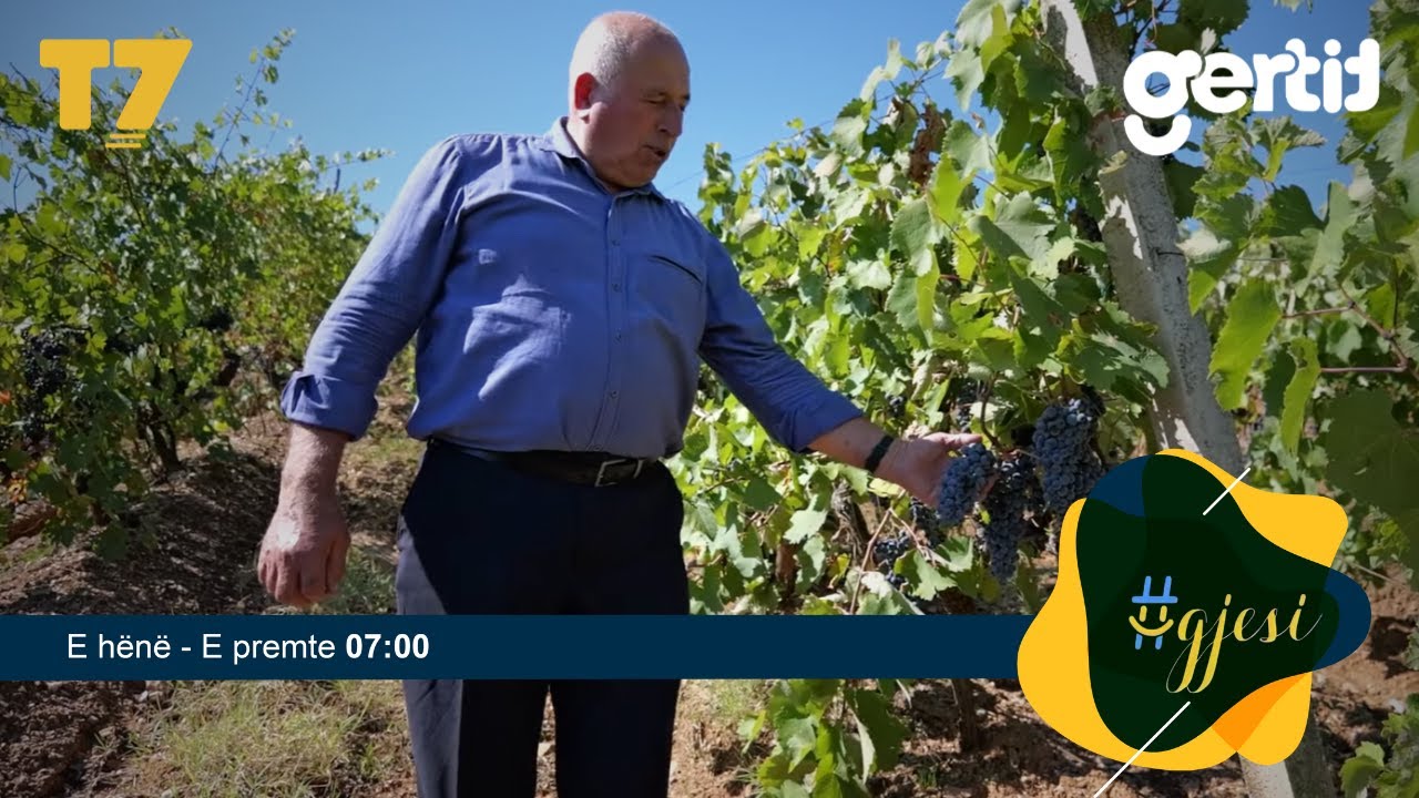 Në Suharekë, mes vreshtave të 70-vjeçarit Bajram Mahmutaj | #gjesi | T7