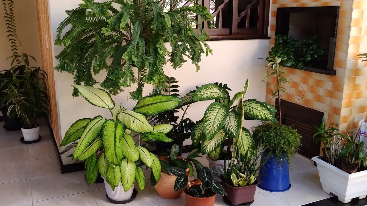 AS PLANTAS DE SOMBRA CULTIVADAS NA  VARANDA QUE DORMIRAM NA CHUVA