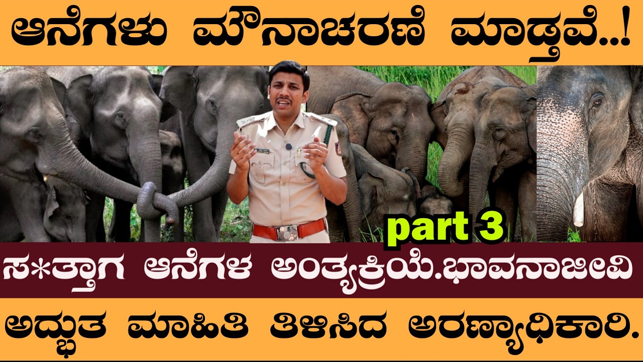 ಸ*ತ್ತಾಗ ಆನೆಗಳ ಅಂತ್ಯಕ್ರಿಯೆ.ಭಾವನಾಜೀವಿ. ಅದ್ಭುತ ಮಾಹಿತಿ ತಿಳಿಸಿದ ಅರಣ್ಯಾಧಿಕಾರಿ -Naveen rowth interview