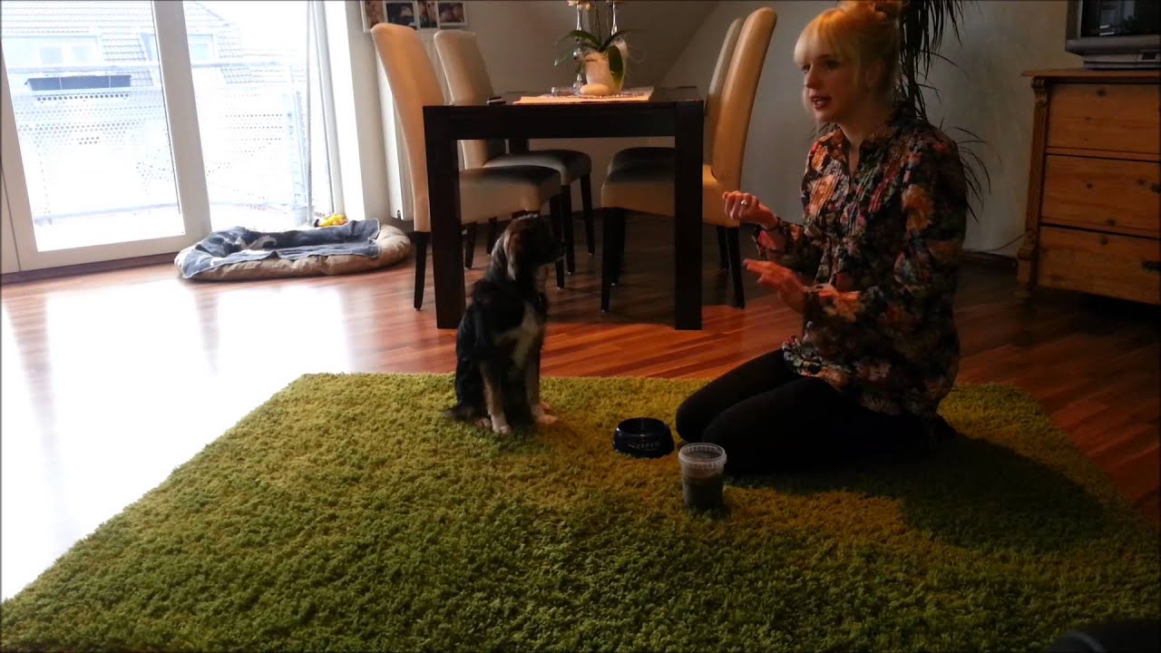 Nein! Wie bringe ich meinem Hund das Abbruchsignal Nein bei? Hundekanal