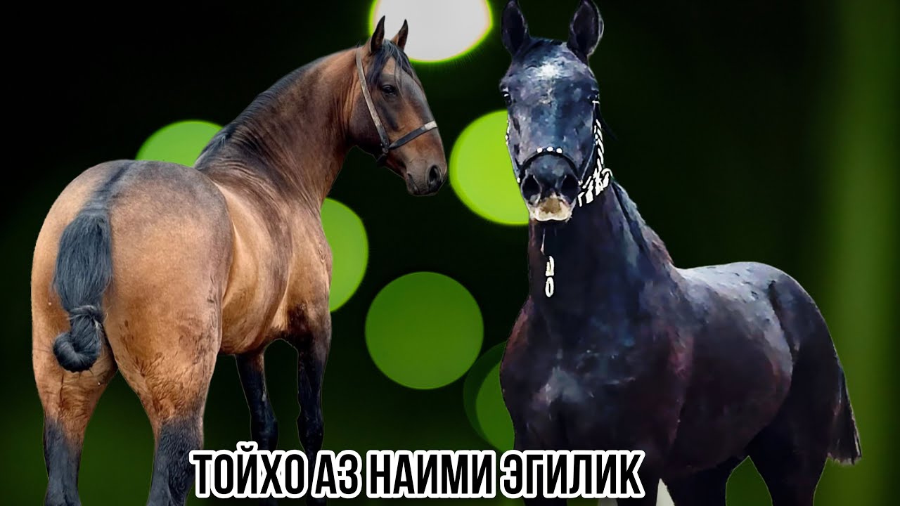 Той Европа аз Наими Эгмлик 20 февраля 2026 г.