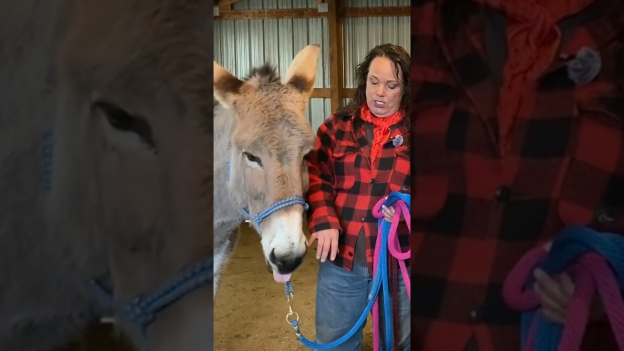 Essential Donkey Training Tips