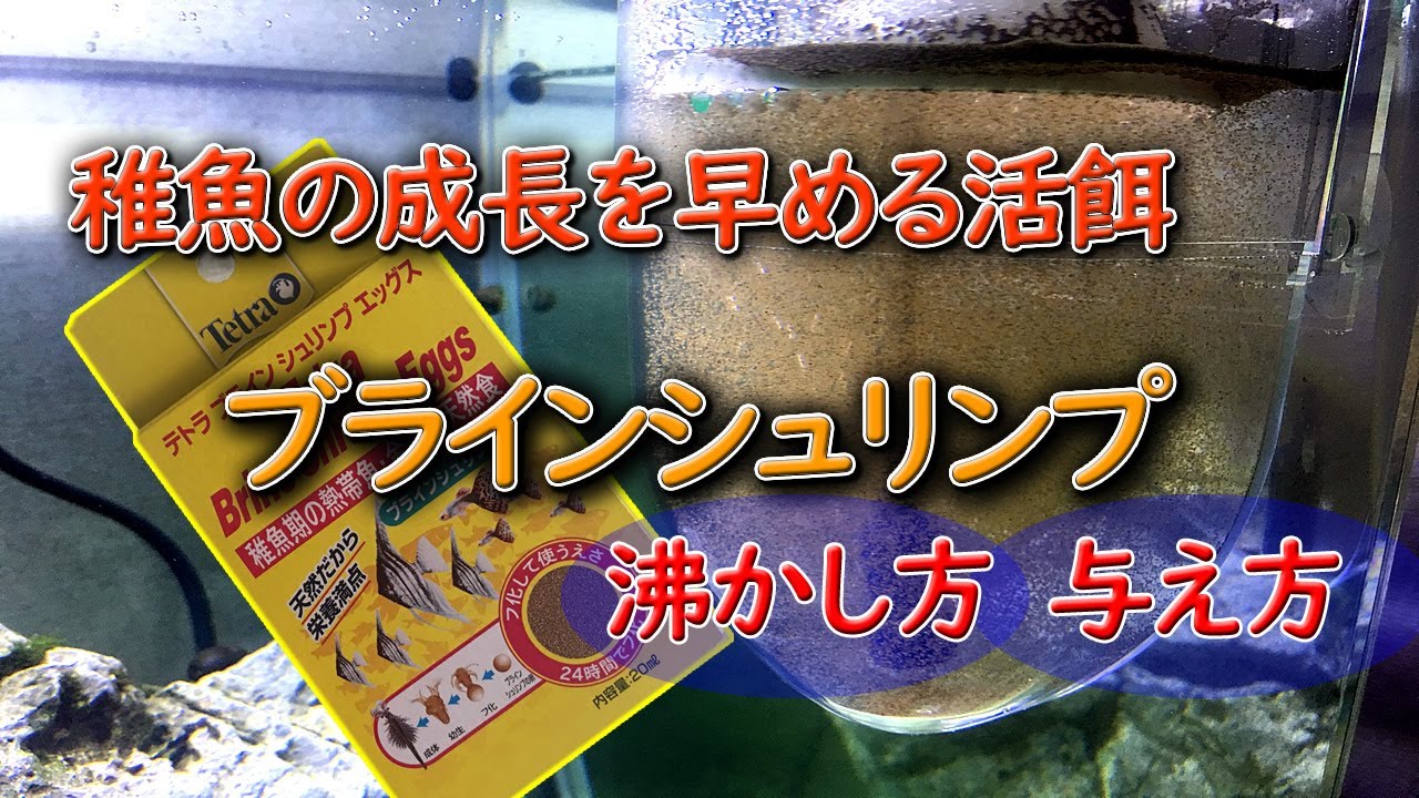 ブラインシュリンプを孵化させてグッピーの稚魚に与えてみた