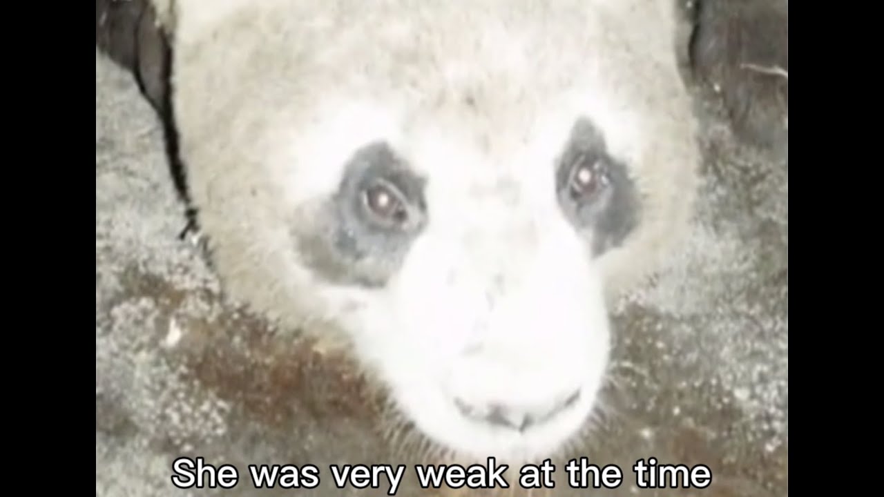 Rescue Tuan Tuan And Yuan Yuan in 2008 Sichuan Earthquake