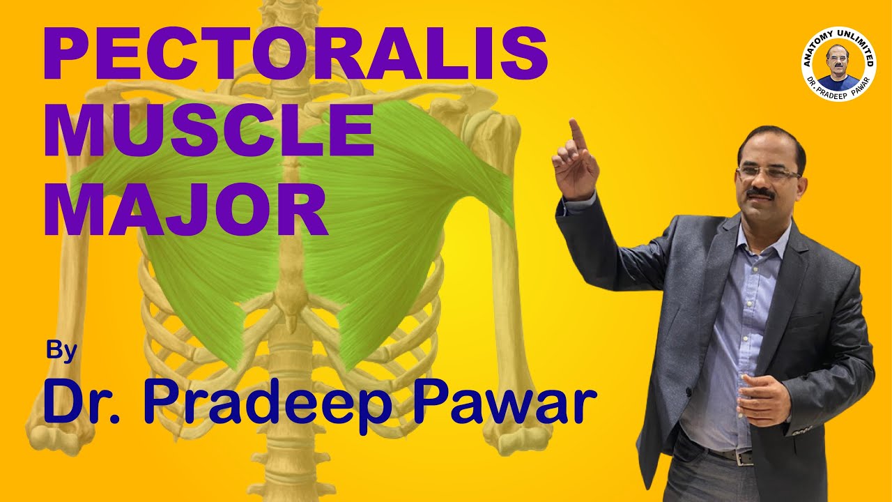 Pectoralis Major Muscle in Anatomy by Dr Pradeep Pawar