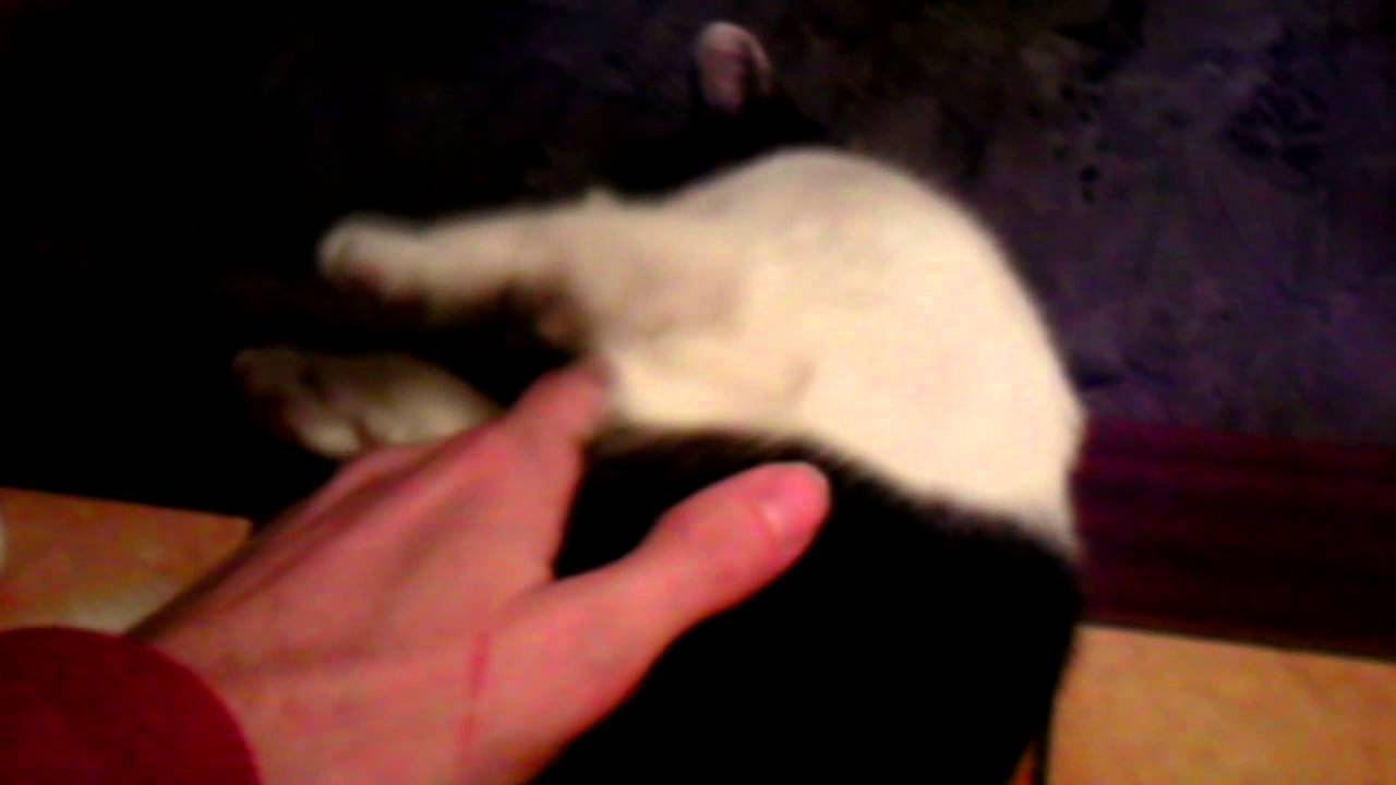 rollige Mietz Sternchen^^