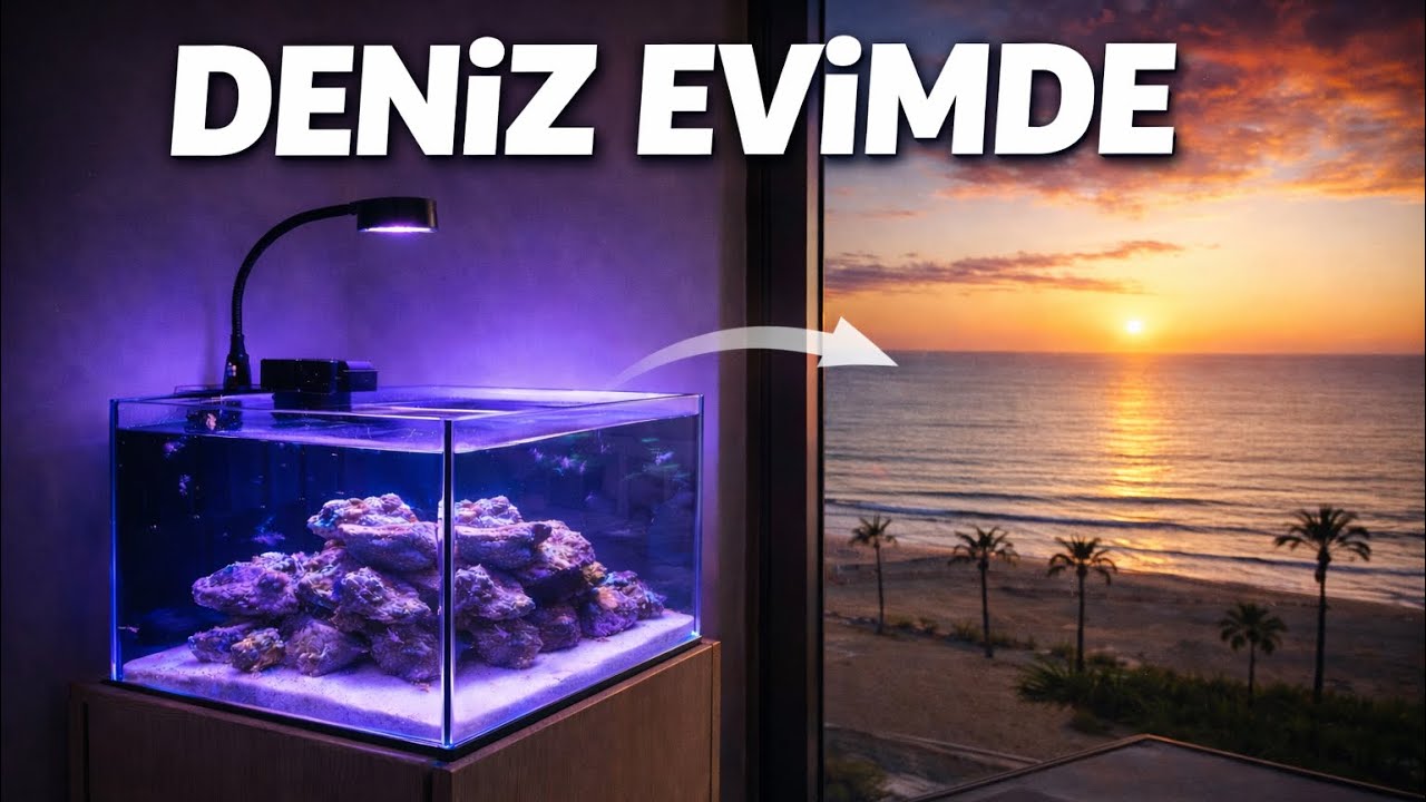Deniz Akvaryumunu Yeni Eve Taşıdım | Ucuz Deniz Akvaryumu Olur mu?