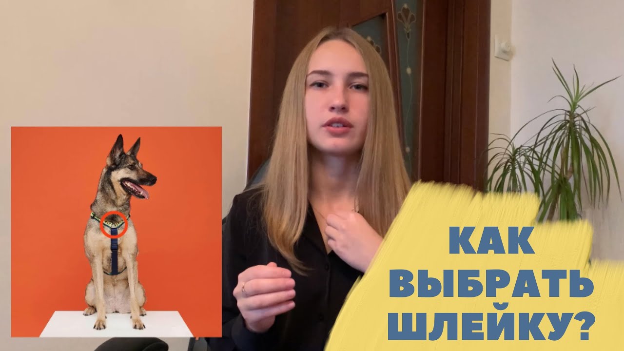 Как выбрать шлейку для собаки? | Амуниция для собак
