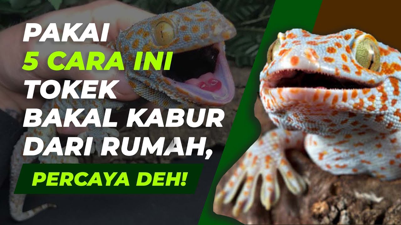 Pakai 5 Jurus Ini Tokek Langsung Ogah Balik Lagi