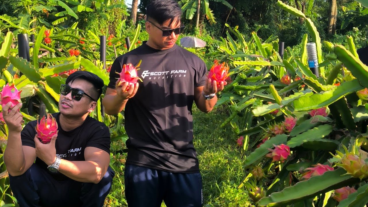Dragon Fruit Farm in MANIPUR ✊ Mahao cdi🔥🔥