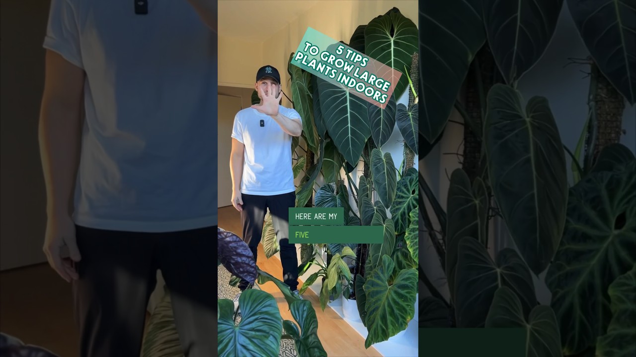 5 Tips to grow large plants indoors, specifically aroids :) #aroids #houseplants #indoorplants