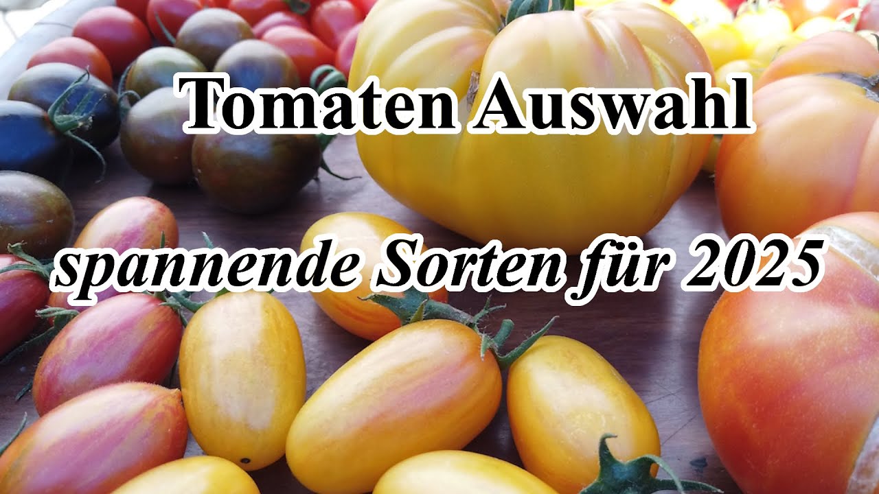 Tomaten Auswahl 2025 | Die perfekte Tomatensorte für deinen Garten finden | Neue Tomaten