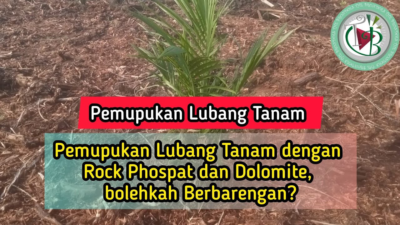 Pemupukan Lubang Tanam dengan Rock Phospat dan Dolomite, bolehkah Berbarengan?