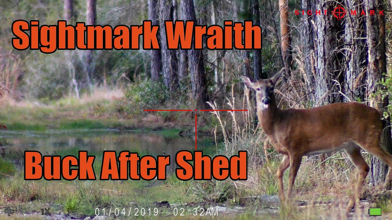 Buck 2 Sightmark Wraith Daytime 40 yards 3-4-20