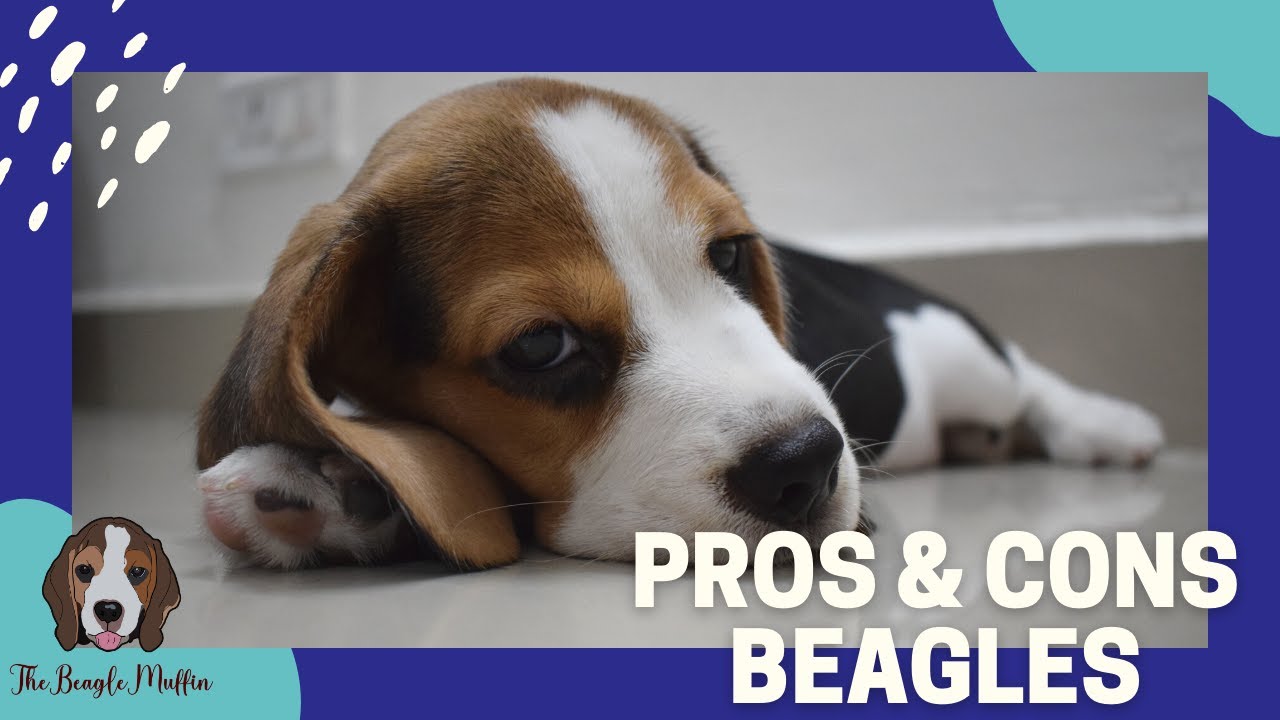 Pros & Cons of Having a Beagle | Muffin | TheBeagleMuffin 😱