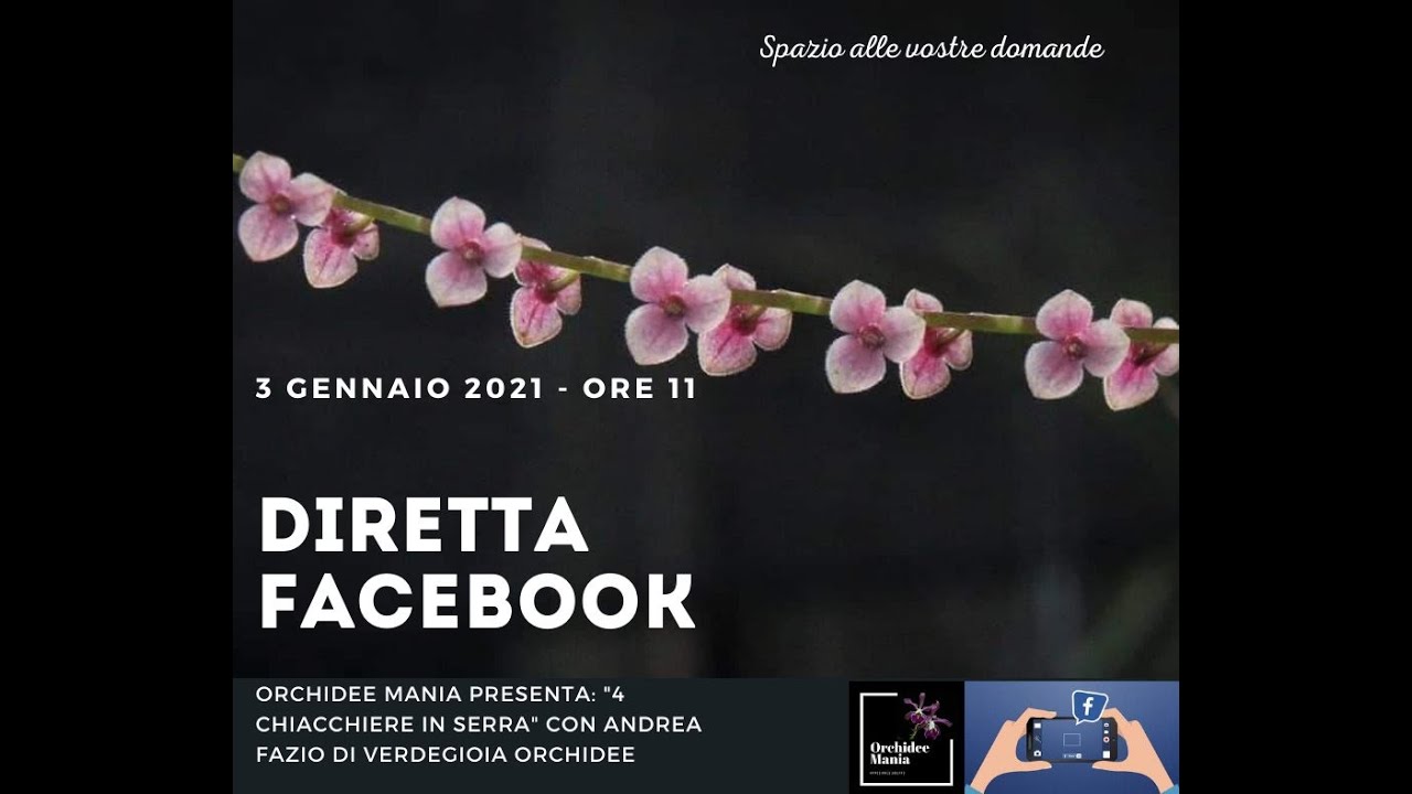 ORCHIDEE: ne parliamo in diretta con gli esperti di Verdegioia  orchidee