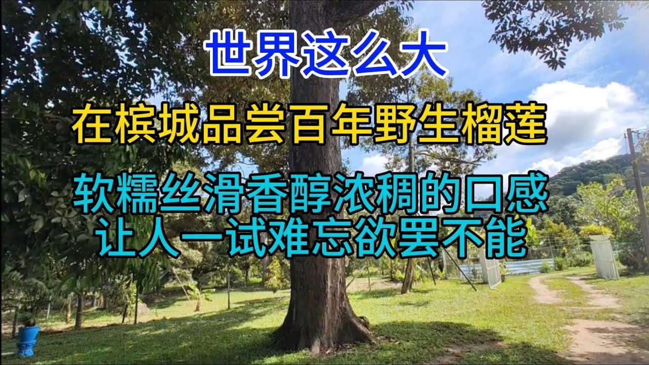 世界这么大，在槟城品尝百年野生榴莲，软糯丝滑香醇浓稠的口感让人一试难忘欲罢不能，粤语中字幕2023-9-7
