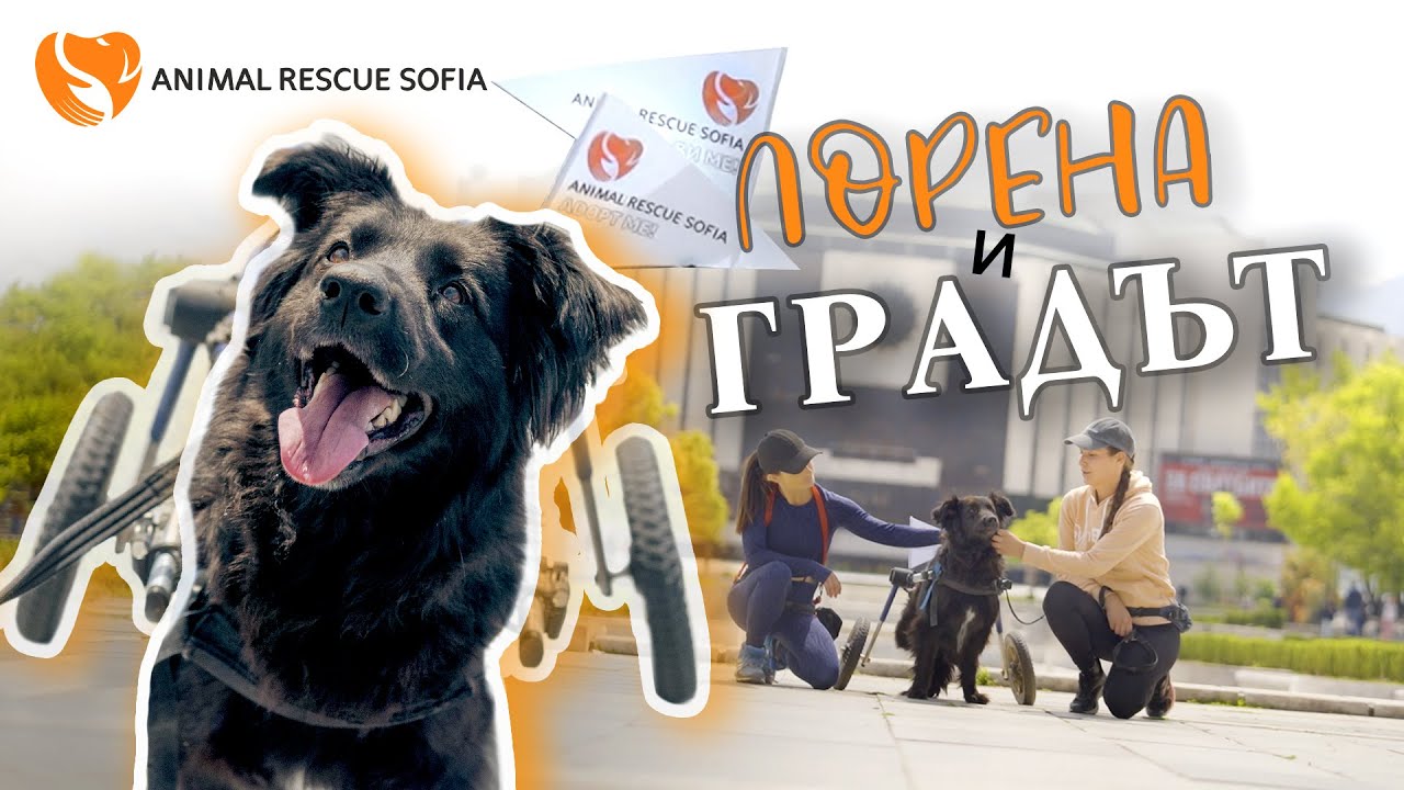 7 ПРЕДИМСТВА за извеждането на кучета извън приюта #dogrescue
