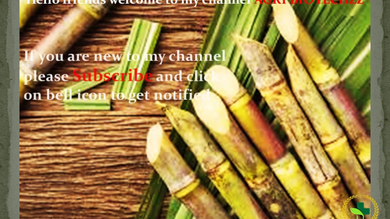 Insect pests of sugarcane