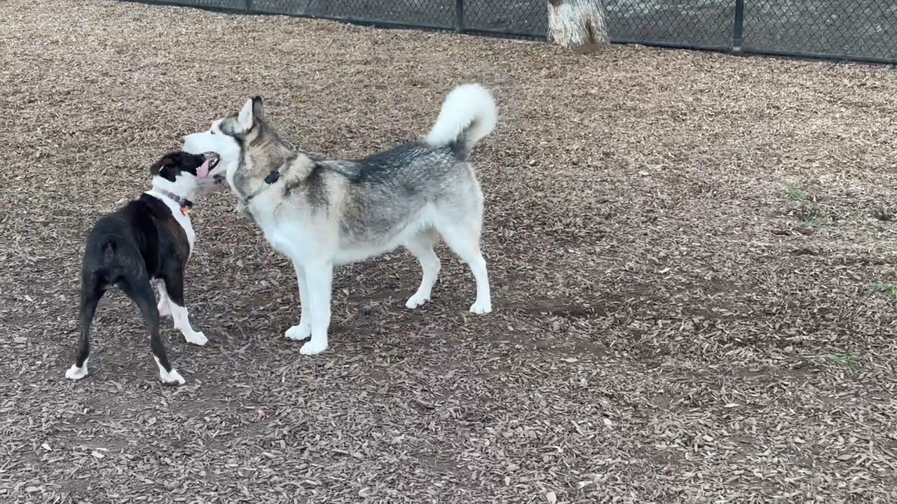 Justice at the dog park 