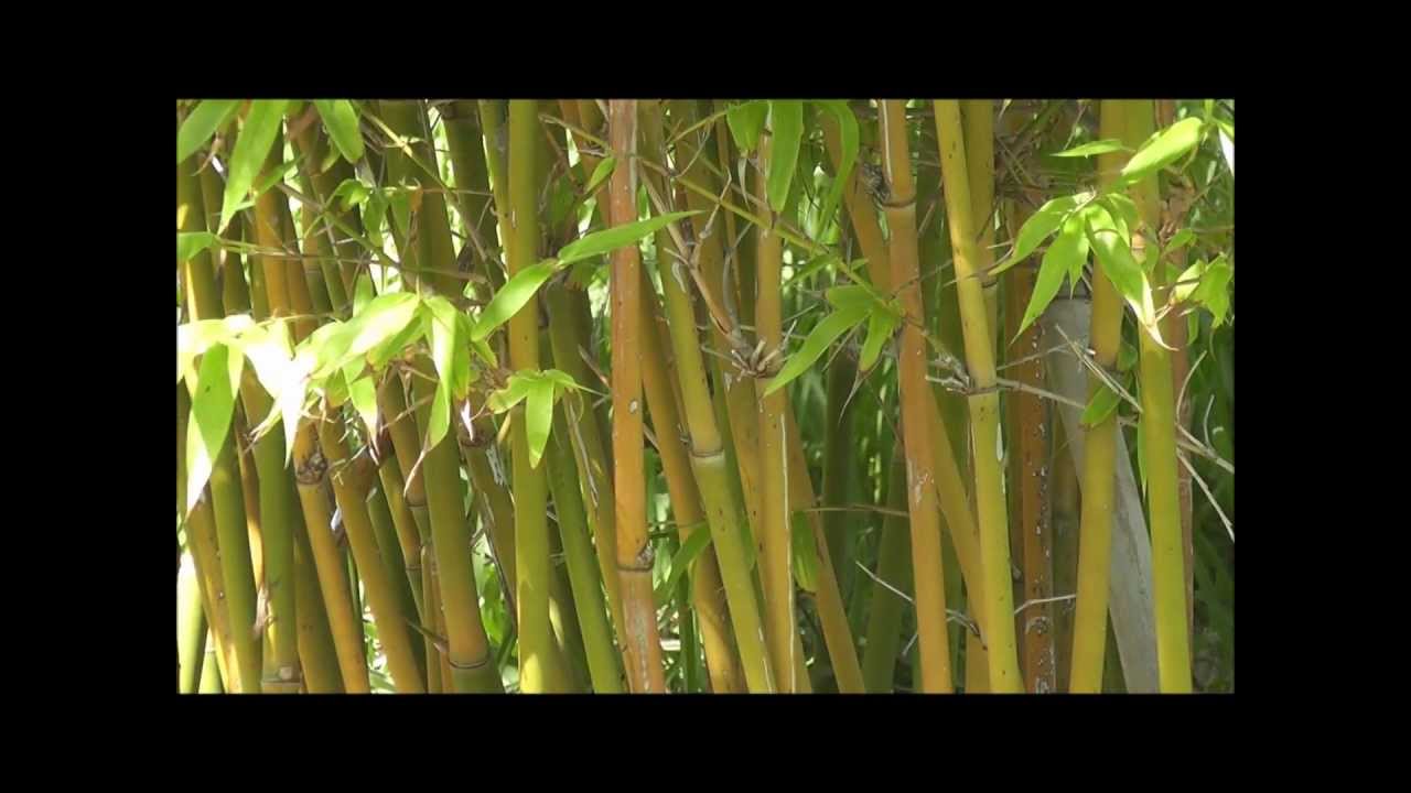 How to Grow 