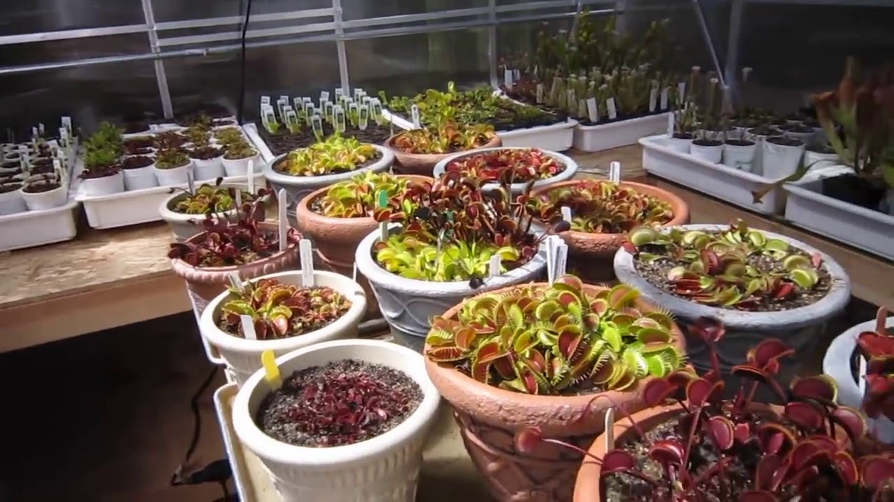 10'x12' FlytrapStore Greenhouse