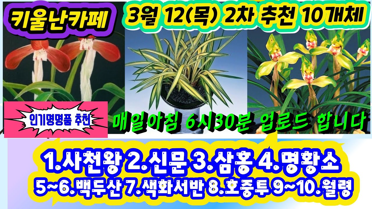 03/12(목) 추천우수 10개체  [1.사천왕 2.신문 3.삼홍 4.명황소 5~6.백두산 7.색화서반 8.호중투 9~10.월령]
