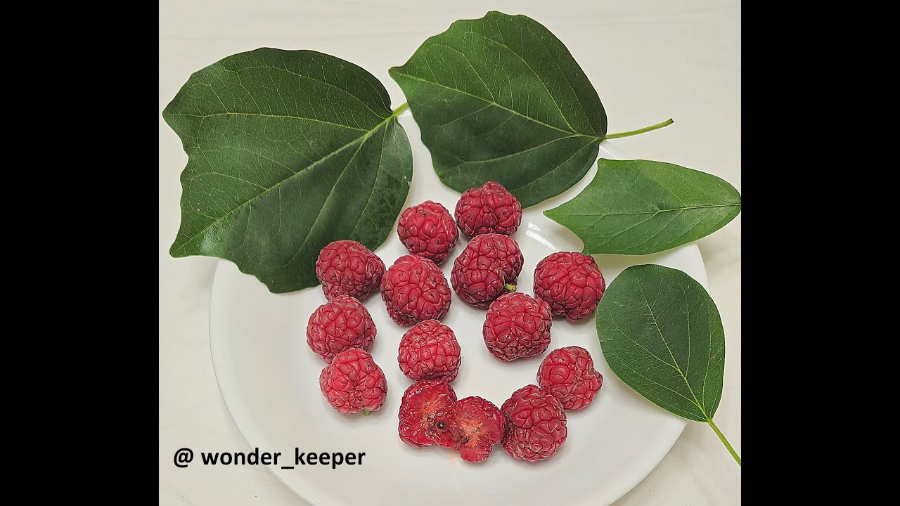 Growing Che  (Mandarin Melon Berry, Maclura tricuspidata)  What to know about this plant.