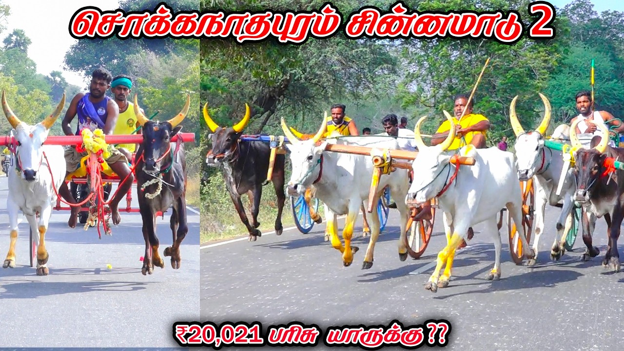 2சொக்கநாதபுரம்-சின்னமாடு-பந்தயம்_19.02.2026_V_Photography