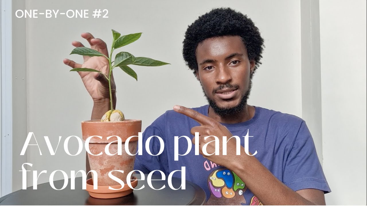 I grew an Avocado plant from a seed | Persea Americana