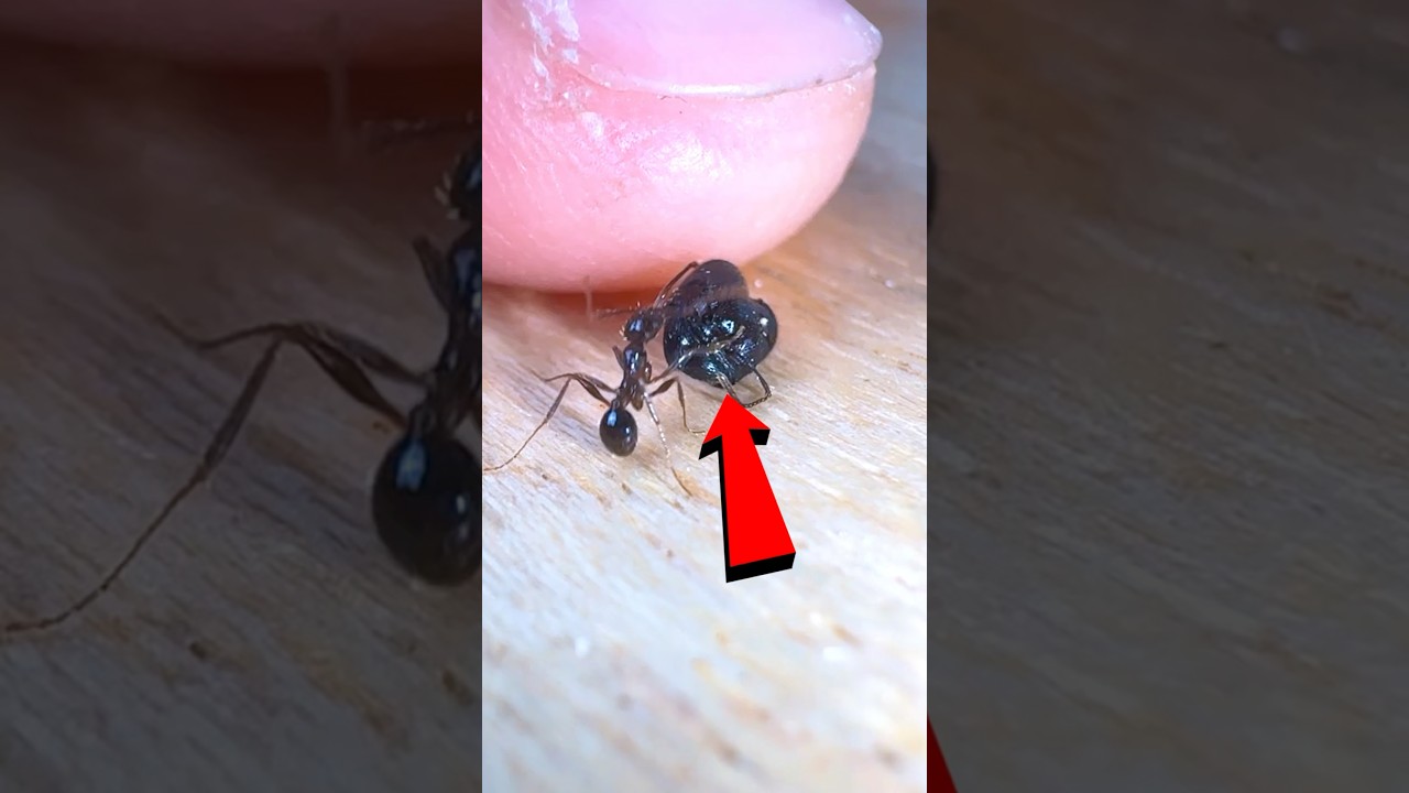 Why My Ants EXECUTED Their Soldier?!
