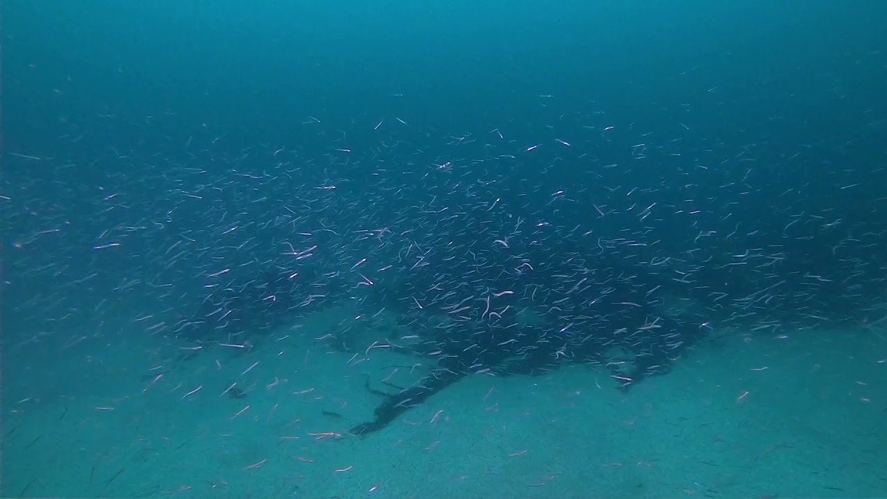 Diving Inga Ness, Orkney on the Clasina
